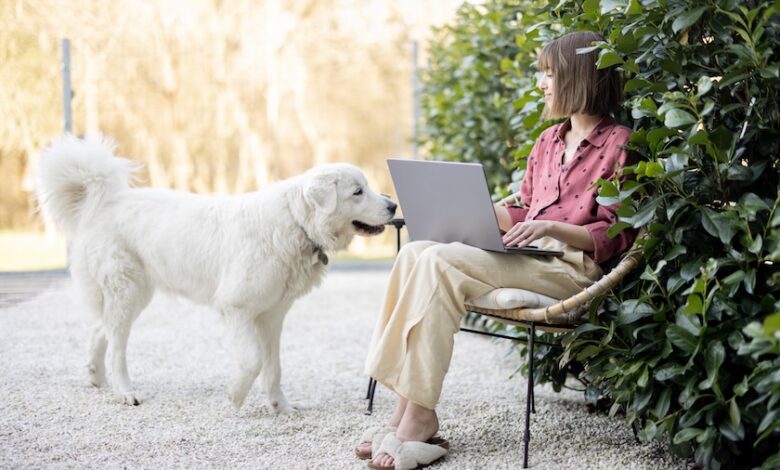 How to Rank in AI Search Results: Actionable Steps to Help Your Pet Business Stand Out in Generative Search