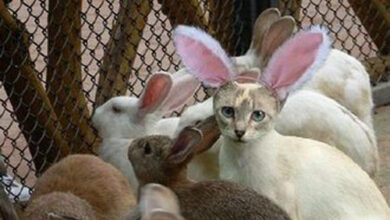 9 Cats Embracing Their Inner Easter Bunny