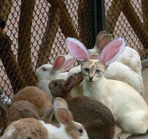 9 Cats Embracing Their Inner Easter Bunny 9 Cats Embracing Their Inner Easter Bunny