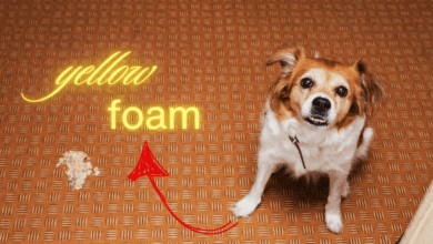 Why Do Dogs Vomit Yellow? 🤔 • Kritter Kommunity