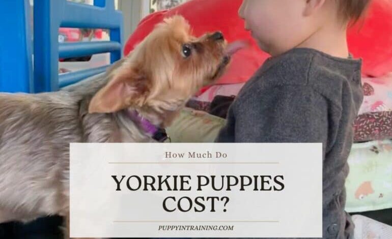 How Much Are Yorkie Puppies? (7 Factors That Affect Price)