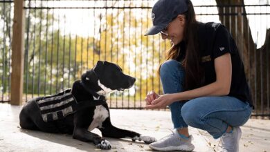 Warriors’ Best Friend: Meet Gregory!