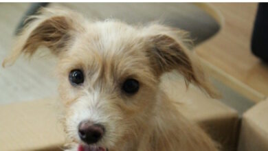 300 Dog Names That Start With Z