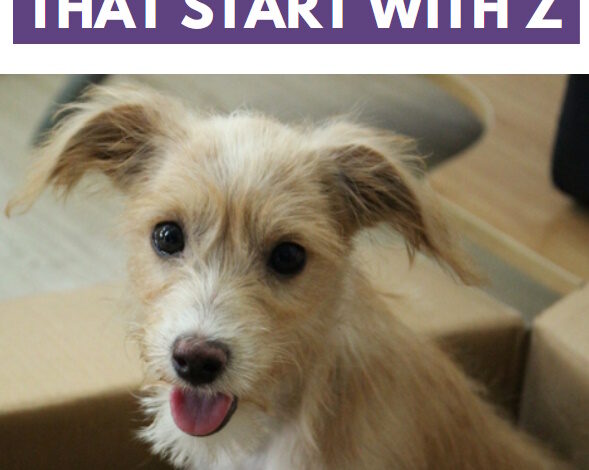 300 Dog Names That Start With Z 300 Dog Names That Start With Z